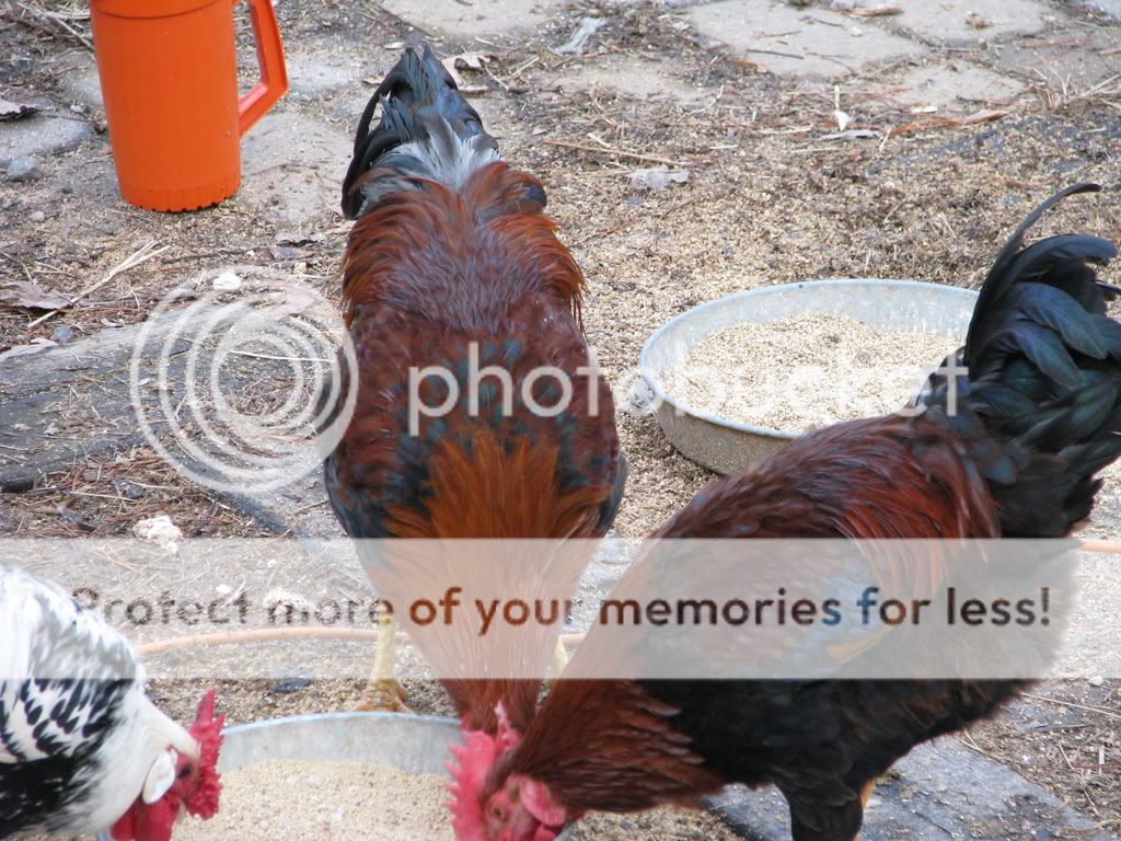 chickens003.jpg