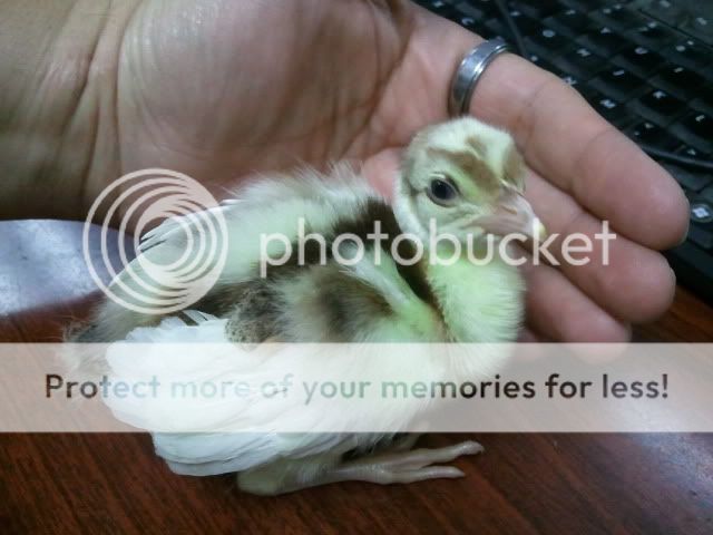 2011-07-06122533.jpg