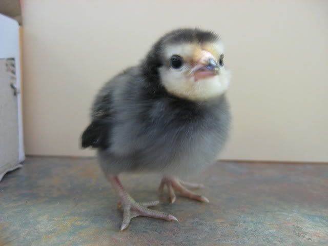 PenguinStRunBanty1.jpg