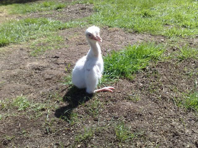 Rheas002.jpg