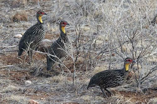 Yellowneckedspurfowl.jpg