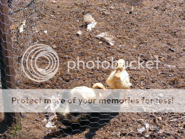 Picture001.jpg