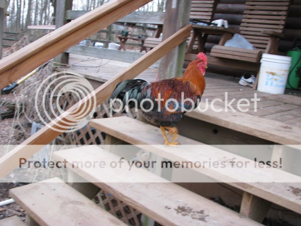 chickens024.jpg