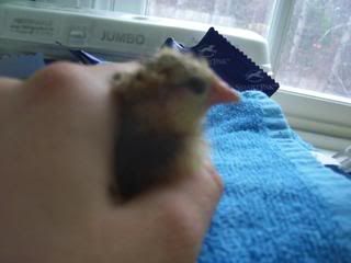 Chicks2-1-08058.jpg