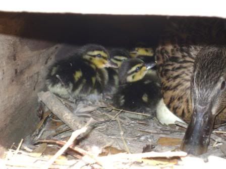broodyduckbabies.jpg
