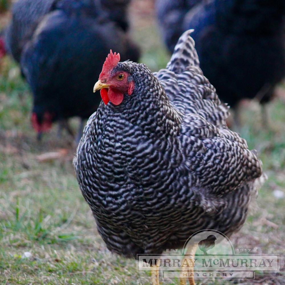Murray McMurray Hatchery - Barred Rock