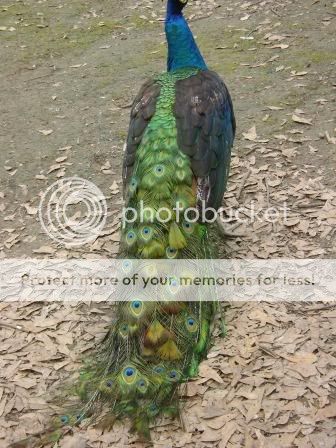 peacock1b-2.jpg