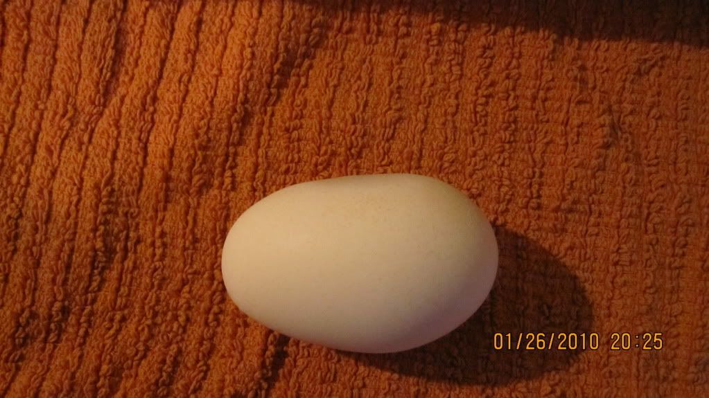 IMG_0020.jpg