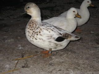 IMG_4703.jpg