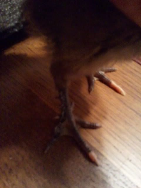 blkchickfeet-1.jpg
