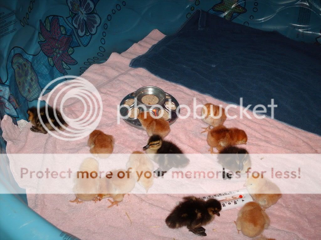 me009.jpg