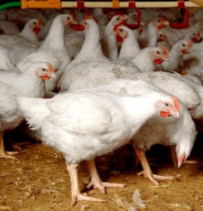 broiler-chicken-289x300.jpg