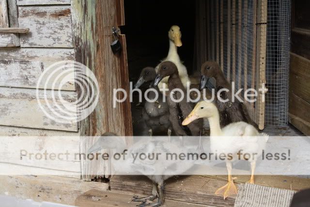 ducks002.jpg