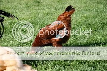 IMG_4034.jpg