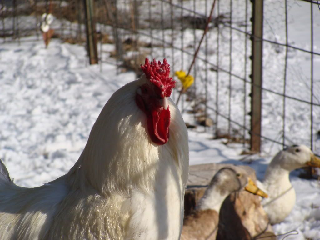 ChickPicks245.jpg