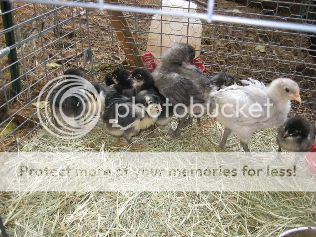 goatsandchickens037.jpg