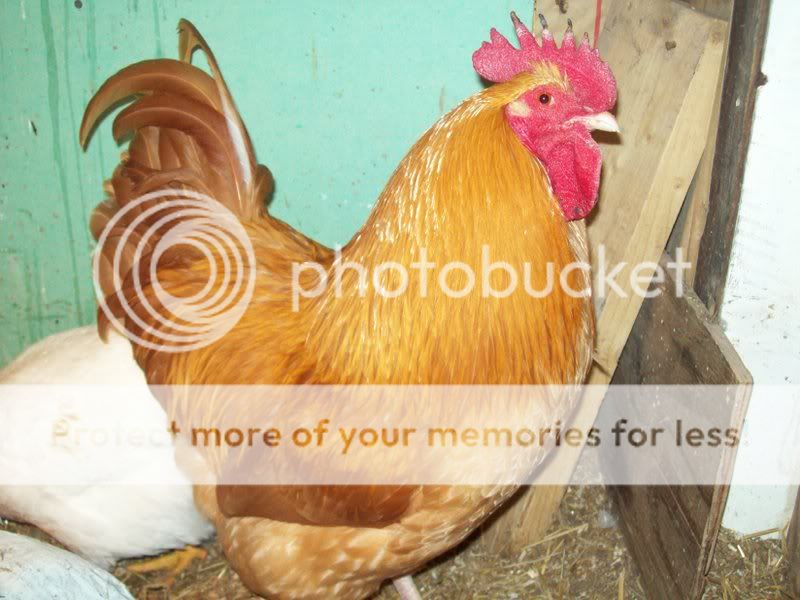 Eggs003.jpg