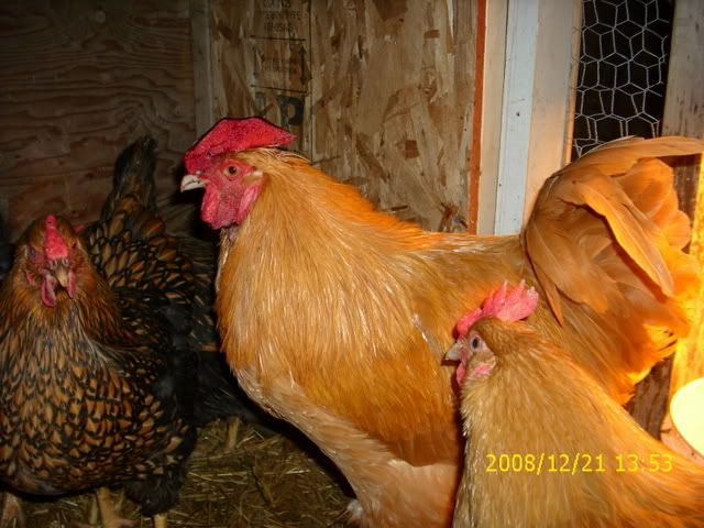 Picture079.jpg