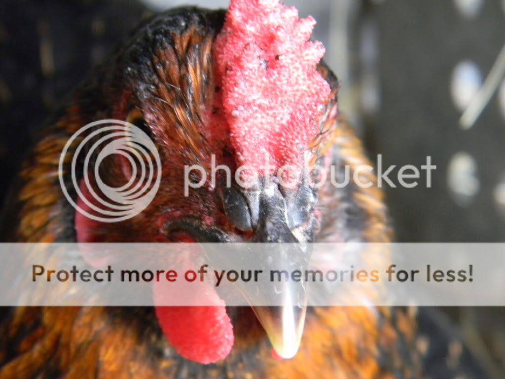 ChickPicks3395.jpg