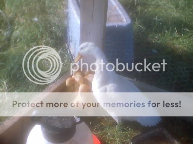 Spring08056.jpg