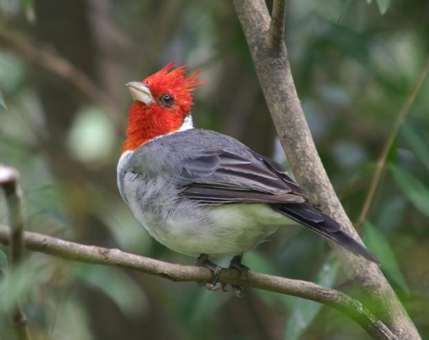 trees-attract-birds.jpg
