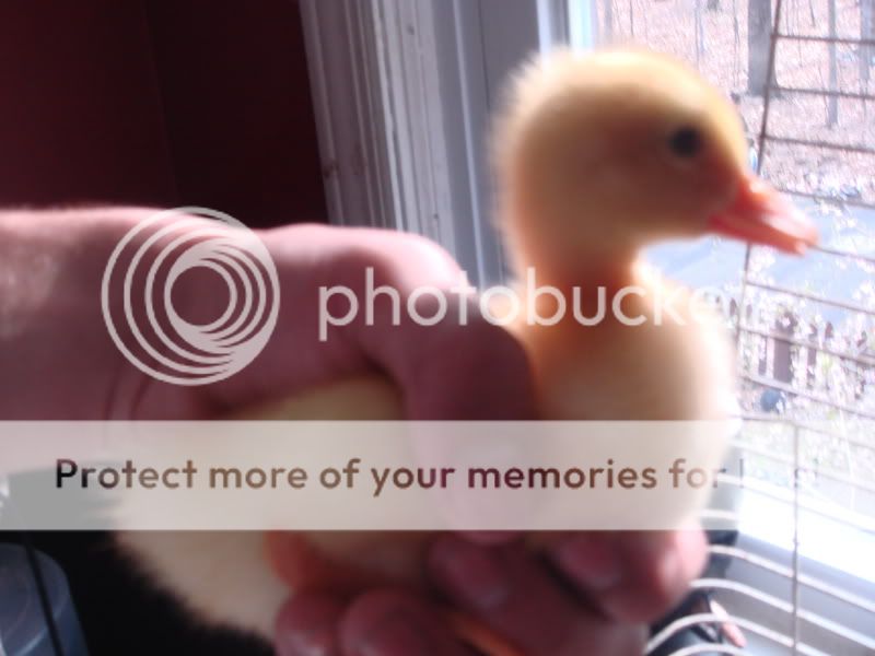 Ducklings005.jpg