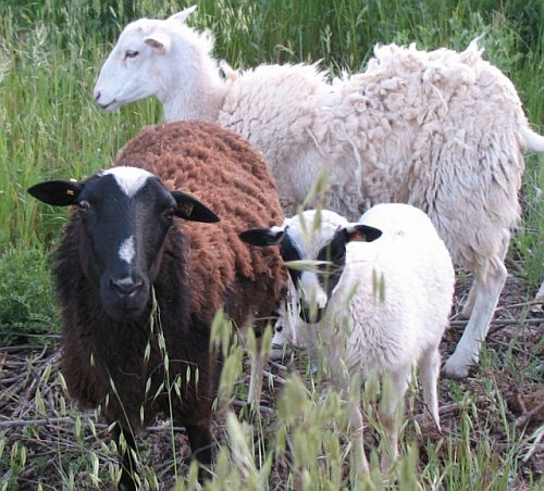 sheep.jpg
