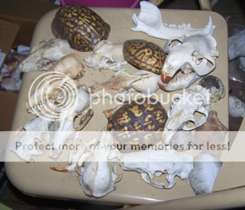 fossils5.jpg