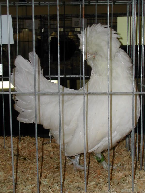 DSCN4075.jpg
