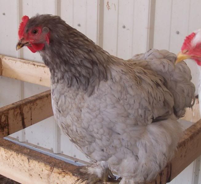 bluecochinhen.jpg
