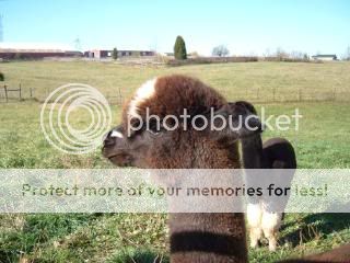 MYALPACAS11-09017.jpg