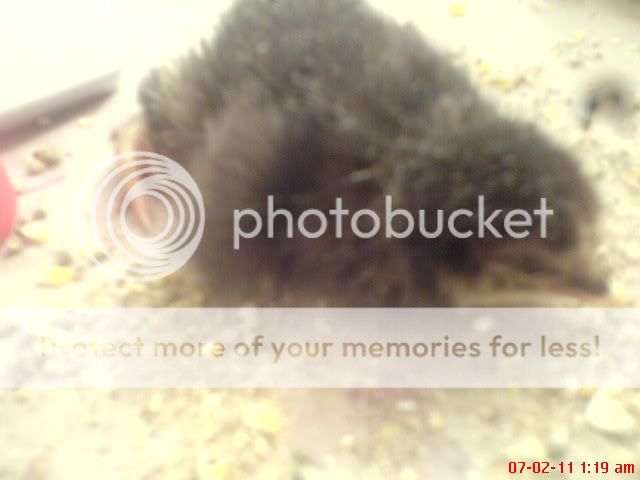 DSC00006.jpg