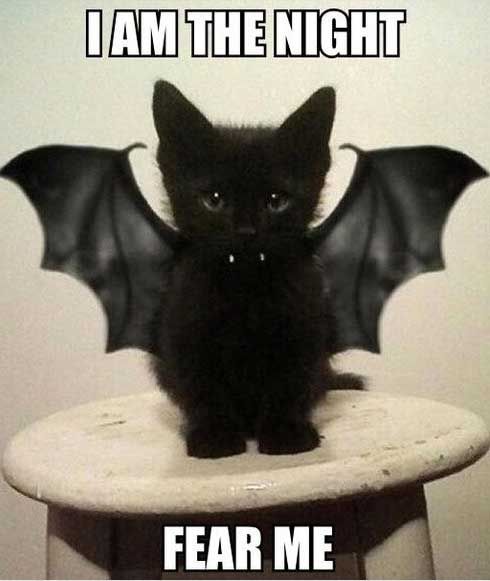 e1ac23a2daf8b20c2310fdff0767963f--funny-pets-funny-animals.jpg