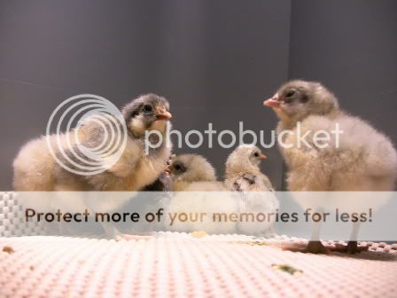 junechicks1.jpg
