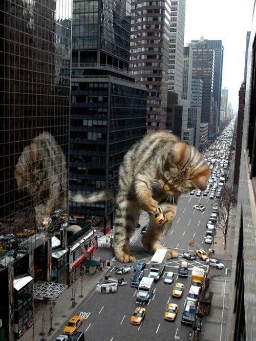catzilla_atack_17.jpg