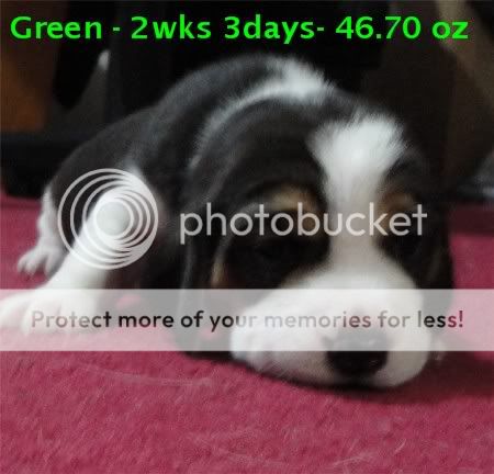 puppy2greengirl2wks3daysfacewithstats.jpg