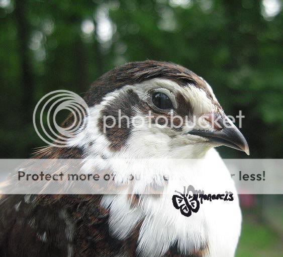 6tuxclosesig.jpg