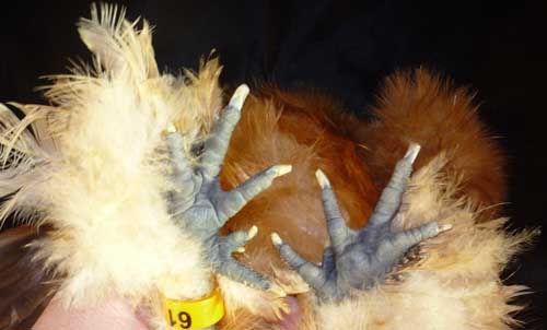 bufffeet.jpg
