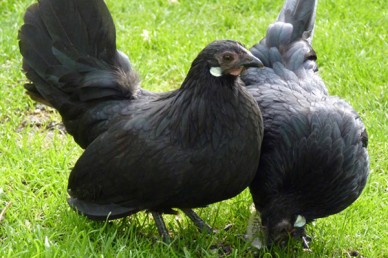 rosecomb_hens_600_400-388x258.jpg