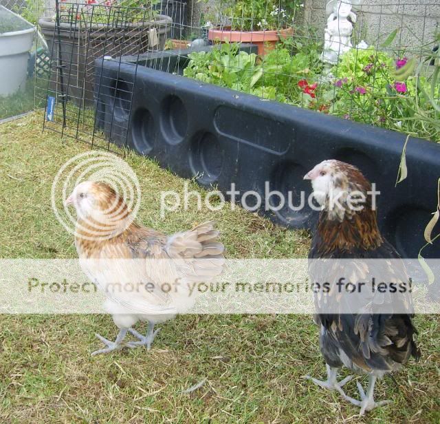 roosters009.jpg