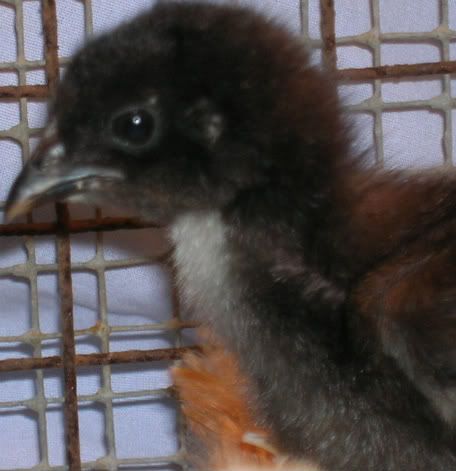 BlackGiant-chick3.jpg