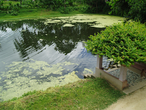 Village_Pond.jpg