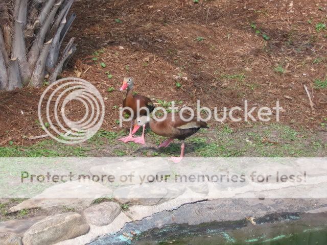 AlligatorAdventure014.jpg
