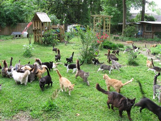 A group of cats lounging together in a grassy yard, enjoying the sunny day and each other's company