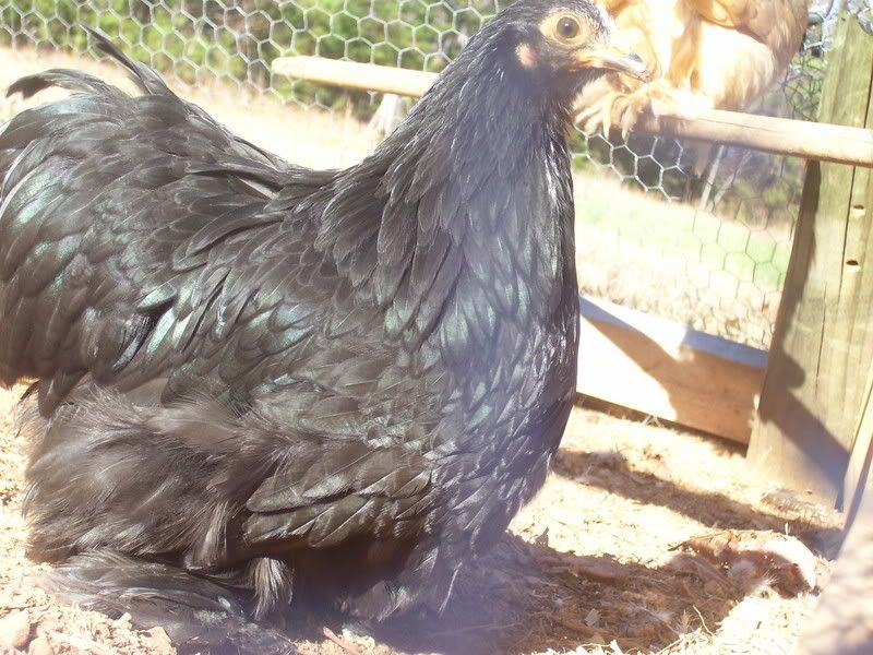 chickens12-14-07007.jpg