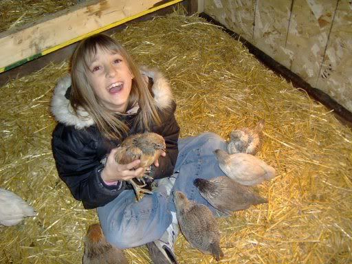 Chicks5weeksold046.jpg