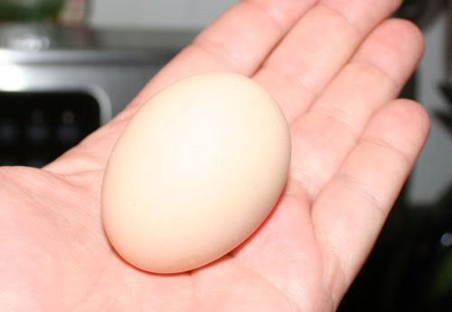 firstegg.jpg