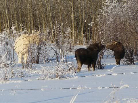 moose3.jpg