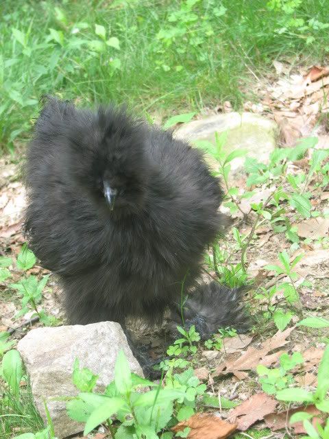 silkies094.jpg