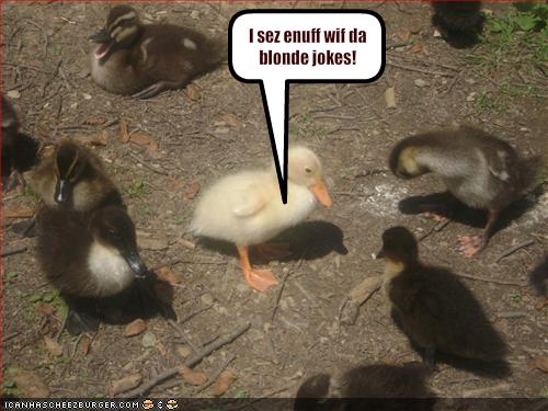 funny-pictures-duck-is-upset-about-blonde-jokes.jpg